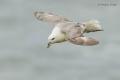 Fulmar boreal (Fulmarus glacialis)