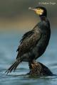 Cormoran grande (Phalacrocorax carbo)