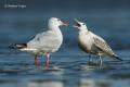 Gaviota picofina (Larus genei)