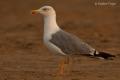 Gaviota patiamarilla (Larus cachinnans)