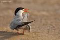 Charran común (Sterna hirundo)