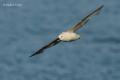 Fulmar boreal (Fulmarus glacialis)