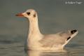 Gaviota reidora ( Larus ridibundus )