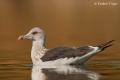 Gaviota sombria (Larus fuscus)