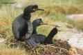 Cormorán moñudo (Phalacrocorax aristotelis)