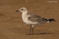 Gaviota cabecinegra (Larus melanocephalus)