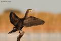 Cormoran grande (Phalacrocorax carbo)