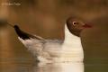 Gaviota reidora ( Larus ridibundus )