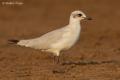 Gaviota cabecinegra (Larus melanocephalus)