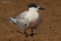 Charran patinegro (Sterna sandvicensis)