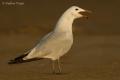 Gaviota de Audouin (Larus audouinii)