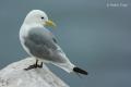 Gaviota tridactila (Rissa tridactyla)