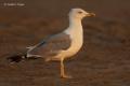 Gaviota patiamarilla (Larus cachinnans)