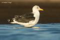 Gaviota sombria (Larus fuscus)