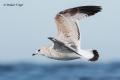 Gaviota cana (Larus canus)