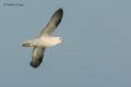 Fulmar boreal (Fulmarus glacialis)