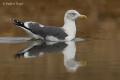 Gaviota sombria (Larus fuscus)