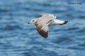 Gaviota cana (Larus canus)