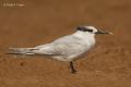 Charran patinegro (Sterna sandvicensis)