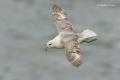 Fulmar boreal (Fulmarus glacialis)