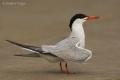 Charran común (Sterna hirundo)