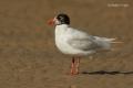 Gaviota cabecinegra (Larus melanocephalus)