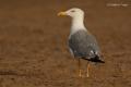 Gaviota patiamarilla (Larus cachinnans)