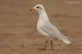 Gaviota cabecinegra (Larus melanocephalus)