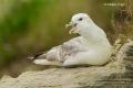 Fulmar boreal (Fulmarus glacialis)