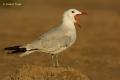 Gaviota de audouin (Larus audouinii)