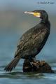 Cormoran grande (Phalacrocorax carbo)