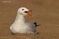 Gaviota de Audouin (Larus audouinii)