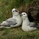 Descripción: Fulmar boreal (Fulmarus glacialis)