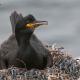 Descripción: Cormorán moñudo (Phalacrocorax aristotelis)