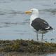 Descripción: Gavión atlántico (Larus marinus)