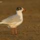 Descripción: Gaviota cabecinegra (Larus melanocephalus)