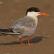 Charran común (Sterna hirundo)