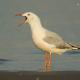 Descripción: Gaviota picofina (Larus genei)