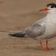 Descripción: Charran común (Sterna hirundo)