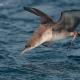 Pardela balear (Puffinus mauretanicus)