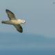 Descripción: C) Fulmar boreal