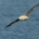 Descripción: A) Fulmar boreal