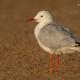 Gaviota picofina (Larus genei)