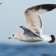 Descripción: Gaviota cana (Larus canus)