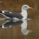 Descripción: Gaviota sombria (Larus fuscus)