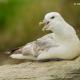 Descripción: G) Fulmar boreal