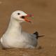 Descripción: Gaviota de Audouin (Larus audouinii)