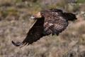 Aguila real (Aguila chrysaetos)