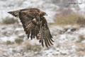 Aguila real (Aguila chrysaetos)