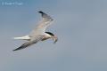 Charran común ( Sterna hirundo)